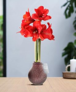 No Water Flowers® (wax amaryllis) | Waxz® Marble – Bordeaux + Red flower