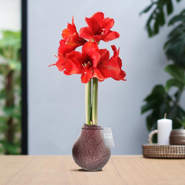 No Water Flowers® (wax amaryllis) | Waxz® Marble – Bordeaux + Red flower