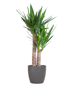 Yucca Elephantipes mit Viber Schwarz – 90cm – Ø21