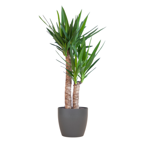 Yucca Elephantipes mit Viber Schwarz - 90cm - Ø21