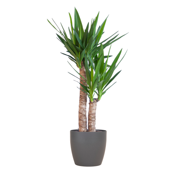 Yucca Elephantipes mit Viber Schwarz – 90cm – Ø21