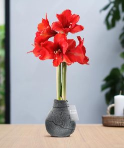 No Water Flowers® (wax amaryllis) | Waxz® Marble – Black + Red flower