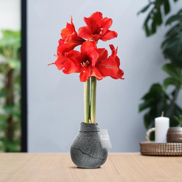 No Water Flowers® (wax amaryllis) | Waxz® Marble – Black + Red flower