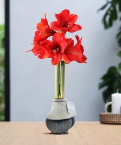 No Water Flowers® (wax amaryllis) | Waxz® Dipz – Black + Red flower