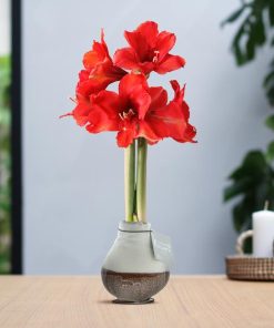 No Water Flowers® (wax amaryllis) | Waxz® Dipz – Brown+ Red flower