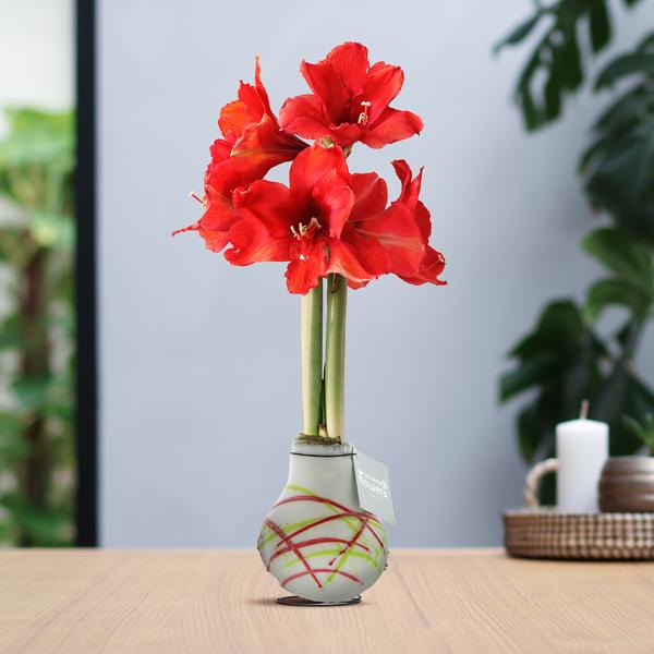 No Water Flowers® (wax amaryllis) | Waxz® Art Picasso – White + Red flower