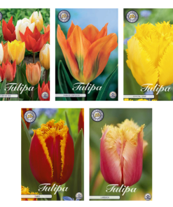 Tulipa – Blumenzwiebeln Mix (4) – 5 Spezies – 47 Blumenzwiebeln