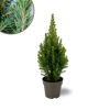 Picea glauca Perfecta – 15 cm Ø – 40 cm ↨