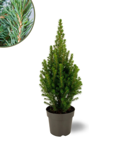 Picea glauca Perfecta – 15 cm Ø – 40 cm ↨