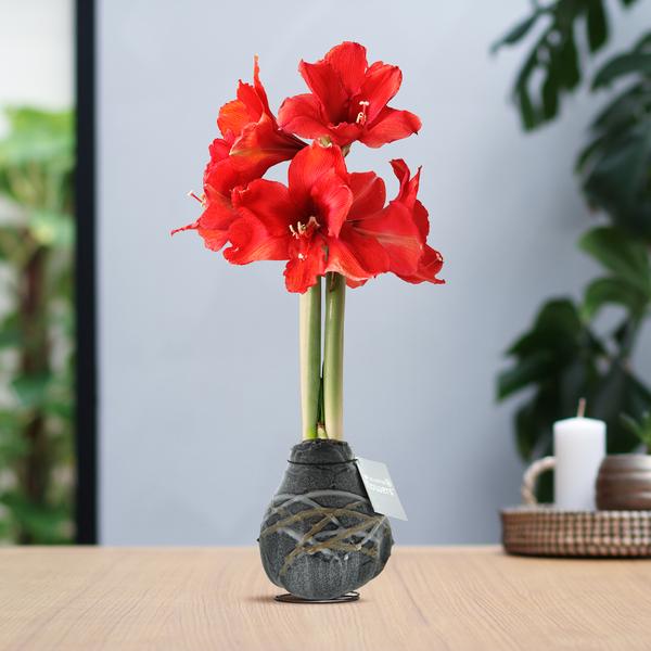 No Water Flowers® (wax amaryllis) | Waxz® Art Rembrandt – Black + Red flower