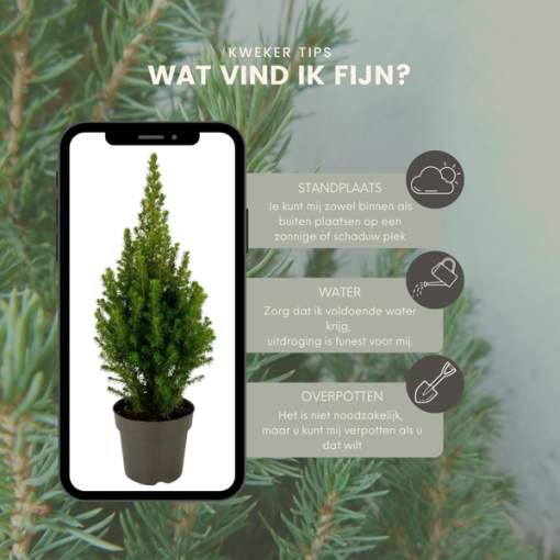 Picea glauca Perfecta - 15 cm Ø - 40 cm ↨ – Bild 3