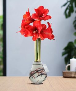 No Water Flowers® (wax amaryllis) | Waxz® Art van Gogh – White + Red flower