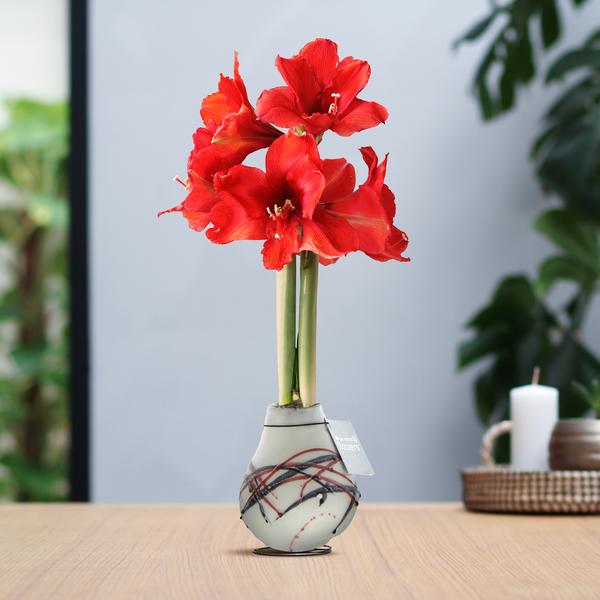 No Water Flowers® (wax amaryllis) | Waxz® Art van Gogh – White + Red flower