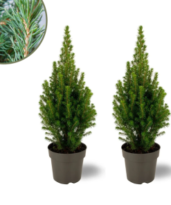 2x Picea glauca Perfecta – 15 cm Ø – 40 cm ↨