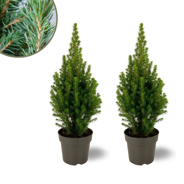 2x Picea glauca Perfecta – 15 cm Ø – 40 cm ↨