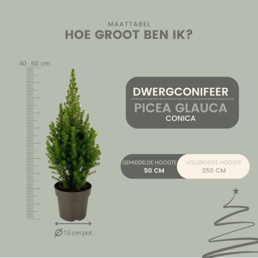 2x Picea glauca Perfecta - 15 cm Ø - 40 cm ↨ – Bild 2