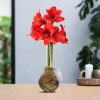 No Water Flowers® (wax amaryllis) | Waxz® Art Munch – Gold + Red flower