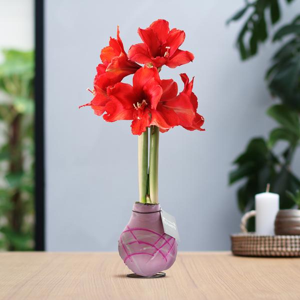 No Water Flowers® (wax amaryllis) | Waxz® Art Monet – Pastel Pink + Red flower