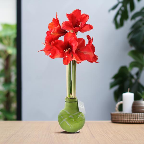 No Water Flowers® (wax amaryllis) | Waxz® Art Monet – Pastel Green + Red flower