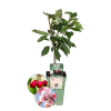 Bio-Kirschbaum – Prunus Avium – 1 x Ø 20 cm – ↨ 60 cm