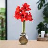 No Water Flowers® (wax amaryllis) | Waxz® Jingle Bellz – Gold + Red flower