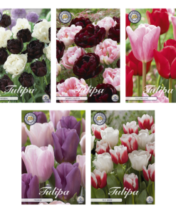 Tulipa – Blumenzwiebeln Mix (6) – 5 Spezies – 50 Blumenzwiebeln