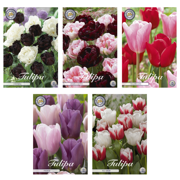 Tulipa – Blumenzwiebeln Mix (6) – 5 Spezies – 50 Blumenzwiebeln