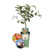 Bio-Apfelbaum Malus – 1 x Ø 20 cm – ↨ 60 cm