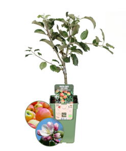 Bio-Apfelbaum Malus – 1 x Ø 20 cm – ↨ 60 cm