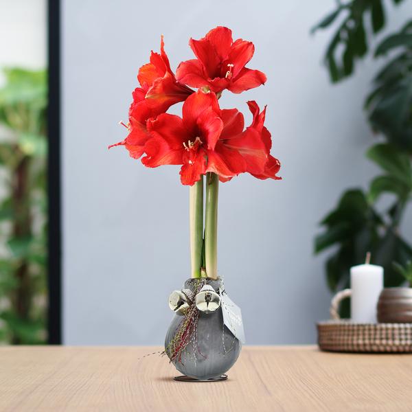 No Water Flowers® (wax amaryllis) | Waxz® Jingle Bellz – Silver + Red flower