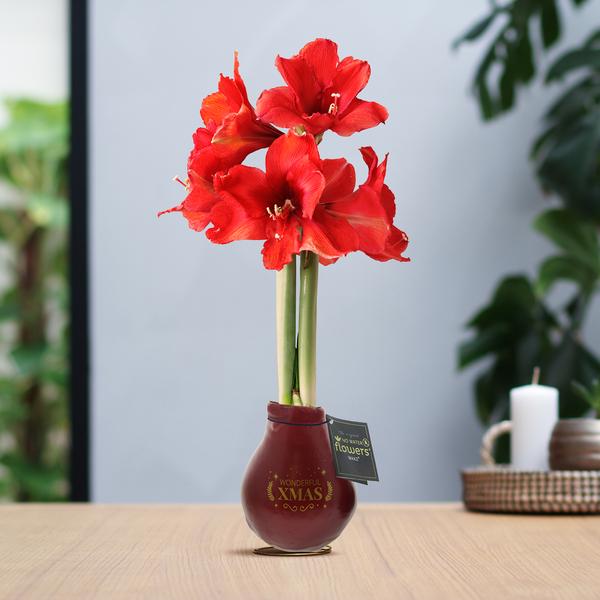 No Water Flowers® (wax amaryllis) | Waxz® Printz „Wonderful XMAS“ – Bordeaux + Red flower