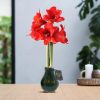 No Water Flowers® (wax amaryllis) | Waxz® Printz „Wonderful XMAS“ – Dark Green + Red flower