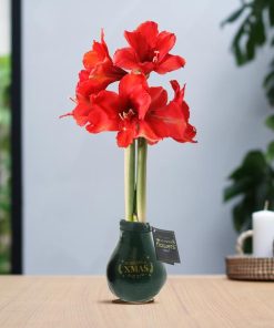 No Water Flowers® (wax amaryllis) | Waxz® Printz „Wonderful XMAS“ – Dark Green + Red flower