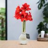 No Water Flowers® (wax amaryllis) | Waxz® Printz „Wonderful XMAS“ – White + Red flower