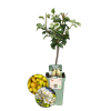 Bio-Birnenbaum Pyrus – 1 x Ø 20 cm – ↨ 60 cm Bio-Birnenbaum Pyrus – 1 x Ø 20 cm – ↨ 60 cm