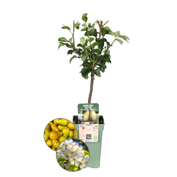 Bio-Birnenbaum Pyrus – 1 x Ø 20 cm – ↨ 60 cm