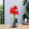 No Water Flowers® (wax amaryllis) | Formz Industrial – Black + Red flower