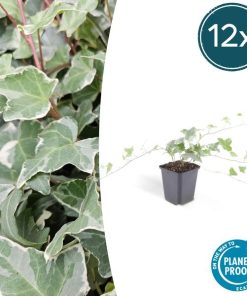 Hedera hel. ‚Glacier‘ – ↕25cm – Ø9cm – 6x – 12x