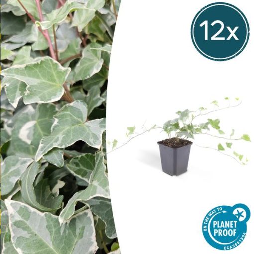 Hedera hel. 'Glacier' - ↕25cm - Ø9cm - 6x - 12x