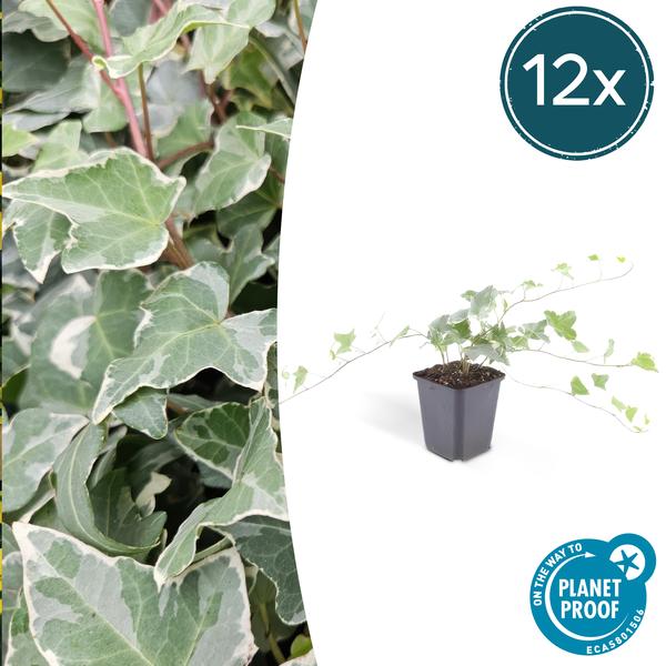 Hedera hel. ‚Glacier‘ – ↕25cm – Ø9cm – 6x – 12x