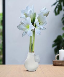 No Water Flowers® (wax amaryllis) | Velvet Touchz® – White + White flower