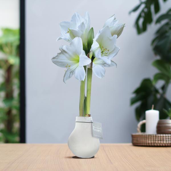 No Water Flowers® (wax amaryllis) | Velvet Touchz® – White + White flower