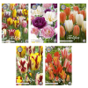 Tulipa – Blumenzwiebeln Mix (7) – 5 Spezies – 50 Blumenzwiebeln