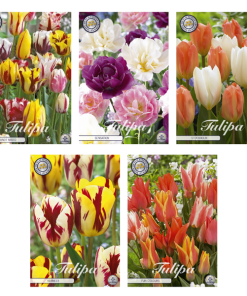 Tulipa – Blumenzwiebeln Mix (7) – 5 Spezies – 50 Blumenzwiebeln