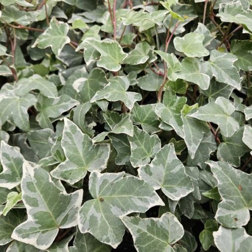 Hedera hel. 'Glacier' - ↕25cm - Ø9cm - 6x - 12x – Bild 5