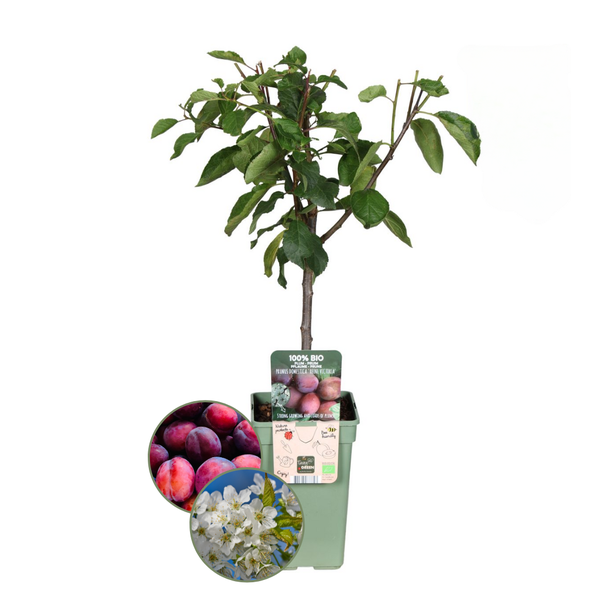 Bio-Pflaumenbaum Prunus Domestica – 1 x Ø 20 cm – ↨ 60 cm