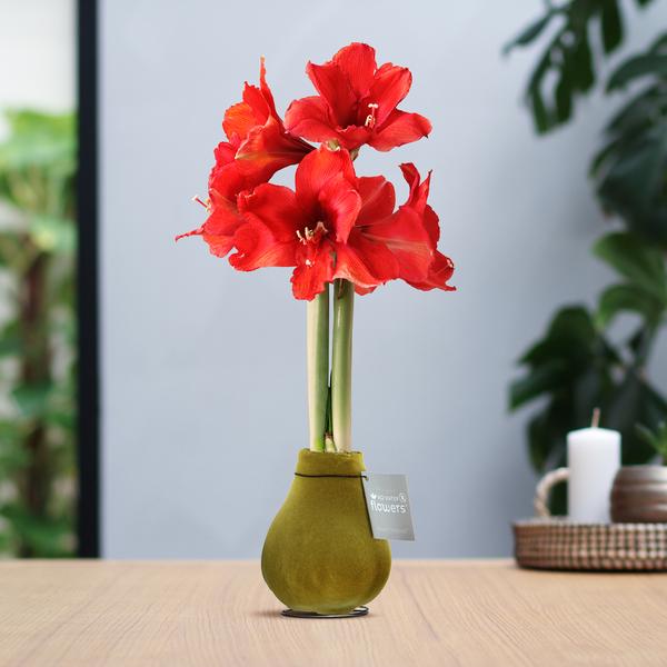 No Water Flowers® (wax amaryllis) | Velvet Touchz® – Gold + Red flower