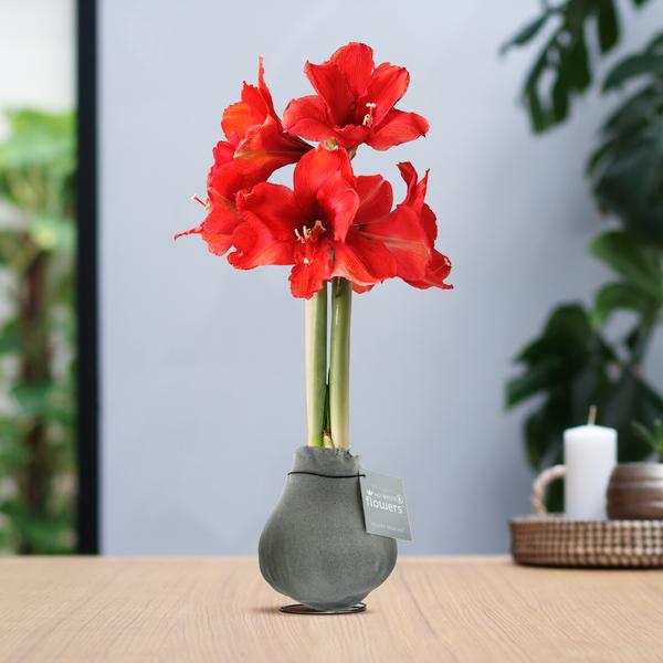 No Water Flowers® (wax amaryllis) | Velvet Touchz® – Silver + Red flower