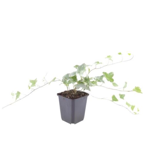 Hedera hel. 'Glacier' - ↕25cm - Ø9cm - 6x - 12x – Bild 7