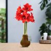 No Water Flowers® (wax amaryllis) | Velvet Touchz® – Copper + Red flower